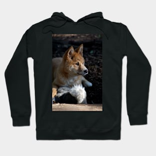 Dingo Pup At Play Hoodie